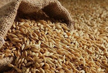 خرید تضمینی گندم به بیش از ۵۸۶ هزار تن رسید