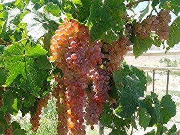 تبدیل ۷۰ درصد انگور ملایر به کشمش تیزآبی