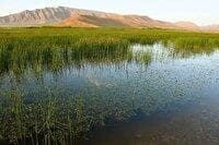 تالاب بین‌المللی گندمان؛ ماوای هزاران پرنده مهاجر