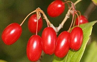 برداشت زغال اخته از باغات استان قزوین آغاز شد