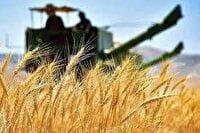 پرداخت ۴۸ درصد مطالبات گندم‌کاران آذربایجان‌شرقی