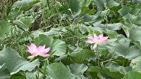 بابل به شبکه جهانی شهرهای تالابی پیوست
