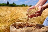 تامین ۲۷ هزار تن نیاز بذر گندم آذربایجان غربی درسال زراعی پیش رو