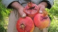 آفت مگس مدیترانه‌ای در کمین میوه های پاییزی گلستان
