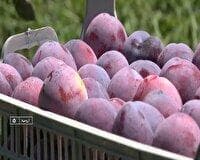 تداوم برداشت آلو از باغات آذربایجان غربی