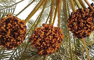 برداشت خرما از نخلستان‌های بخش رویدر بندرخمیر