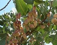 برداشت پسته در دامغان