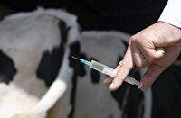 آغاز واکسیناسیون دامی علیه بیماری تب برفکی در مازندران