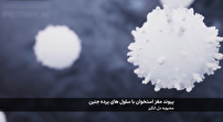 پرده جنین، ناجی بیماران پیوند مغز استخوان دستاورد دانشمندان ایرانی