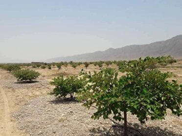 کاشت ۵۰ هزار نهال در دشت جیهون شهرستان بندرخمیر