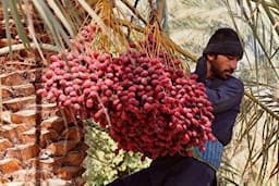 آغاز برداشت خرما در جنوب کرمان