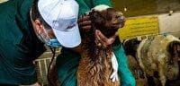 انجام ۶ هزار بازدید و نظارت بهداشتی از مواکب اربعین در خوزستان