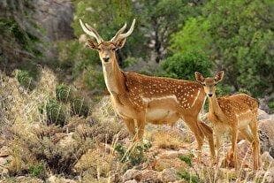 گوزن زرد ایرانی به طبیعت برمی‌گردد
