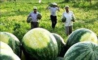 کاهش چشمگیر محصولات پُرآب‌بر در همدان