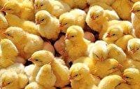 نظارت بهداشتی دامپزشکی بر پرورش جوجه های یک روزه گوشتی در خوشاب