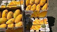 محکومیت قاچاقچی انبه در بیرجند