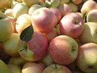 برداشت سیب درختی در ممسنی