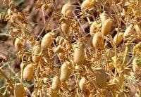 برداشت مکانیزه نخود؛ تحولی نو در پایداری تولید در آذربایجان‌غربی