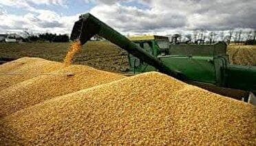 پرداخت بیش از ۴ هزارمیلیارد تومان از مطالبات گندمکاران زنجانی