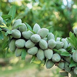 توسعه درختکاری و فضای سبز با درختان کم آب بر