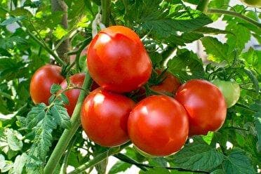 مبارزه بیولوژیک با افات گوجه فرنگی در فاروج