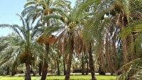 تاکید بر ضرورت حمایت از نخلداران