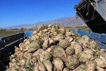 آغاز برداشت چغندرقند بهاره از سطح مزارع استان کرمانشاه