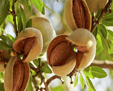 برداشت بادام از ۱۲ هزار هکتار باغات سامان