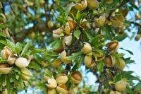 برداشت ۲۷ هزار تن بادام در استان فارس