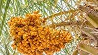 برگزاری چهارمین جشنواره خرما و هفتمین جشنواره تابستانه در بافق
