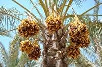 برداشت خارک و رطب نوبرانه در قیروکارزین آغاز شد