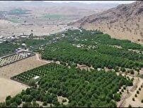 برداشت ۱۳۴ هزار تن محصولات کشاورزی در گچساران