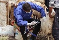 آغاز واکسیناسیون دام های سبک علیه طاعون در زنجان