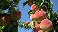 آغاز برداشت هلو از باغات چهارمحال و بختیاری