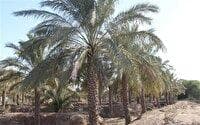 آغاز رهاسازی آب برای نجات نخیلات خوزستان