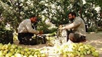 نوبرانه‌های طلایی تابستانی به بار نشست