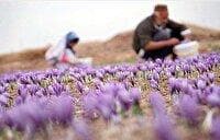 پژوهشی برای سلامت زعفران در خراسان جنوبی