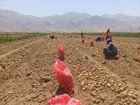 آغاز برداشت سیب زمینی بهاره از مزارع روستای قلعه سلیم