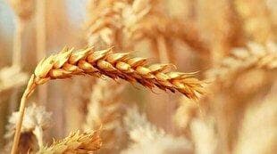 واریز ۱۳۶ همت به حساب گندمکاران