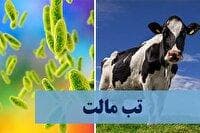 بیش از ۴۰۰ مورد ابتلا به تب مالت در سال گذشته