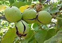 پیش بینی تولید ۱۱ هزارتن گردو