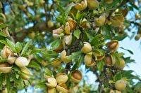 آغاز برداشت بادام در کوهسرخ