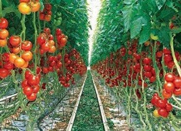 بهره برداری از ۵۳ طرح اقتصادی کشاورزی خراسان شمالی