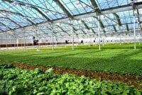 بازدید از شهرک گلخانه‌ای ساریگل
