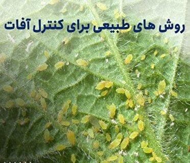اجرای طرح مبارزه بیولوژیک در مزارع کشاورزی استان