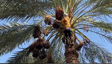 برداشت خرمای کریته در رودان