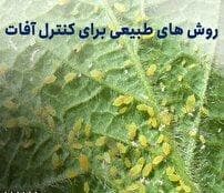 اجرای طرح مبارزه بیولوژیک در مزارع کشاورزی استان