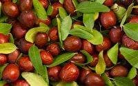 ایجاد بورس عناب، راهکاری برای ارزش افزوده این محصول