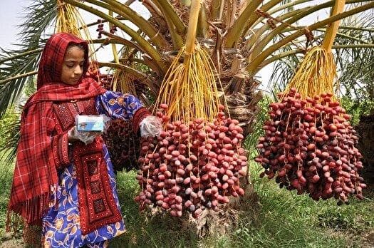 تولید مناسب خرما باوجود کم آبی