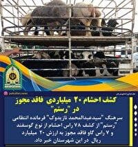 کشف احشام فاقد مجوز در شهرستان رستم